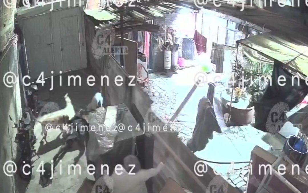 Ataque de perros pitbulls en Tláhuac: Ana sufre heridas graves en brazo y pierna