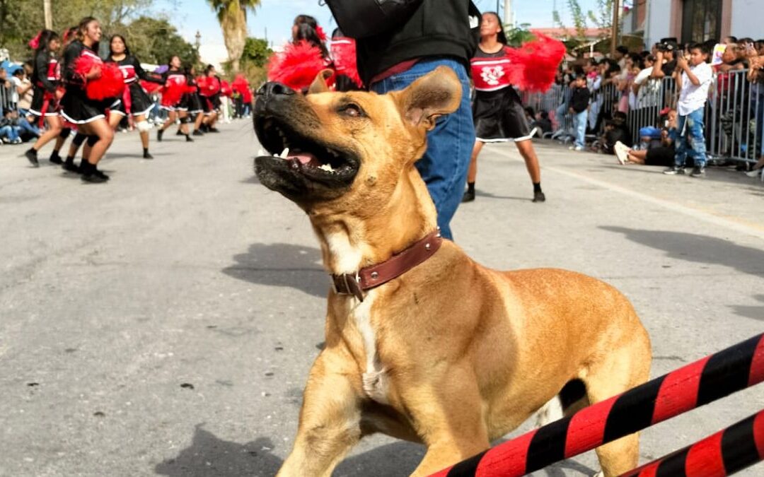 Ayuda para localizar a Toño, el perro bailarín que conquistó San Pedro