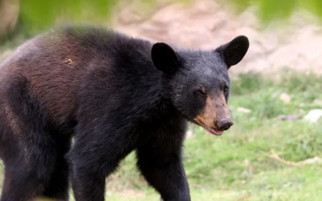 Debate en Redes Sociales Tras Ataque de Oso a Cuidador Durante Show