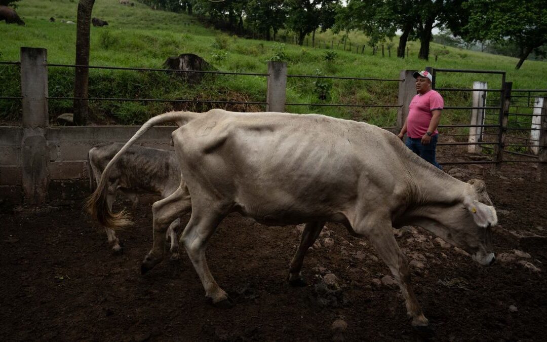 Oaxaca Refuerza Vigilancia Sanitaria por Casos de Gusano Barrenador en Humanos