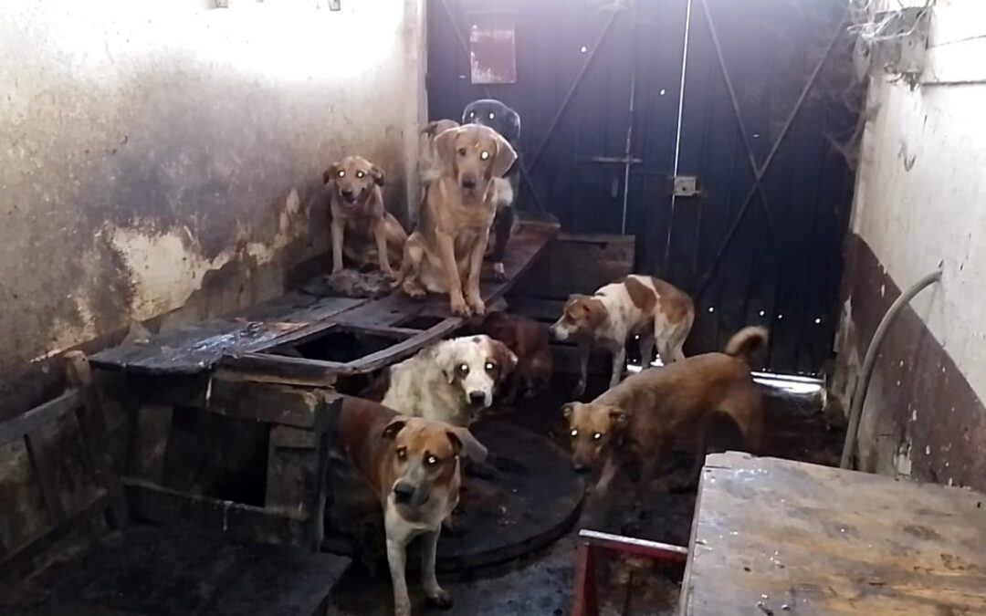 Tlaquepaque Aprueba Nuevas Sanciones por Maltrato Animal: Prohibida la Mutilación de Orejas y Cola