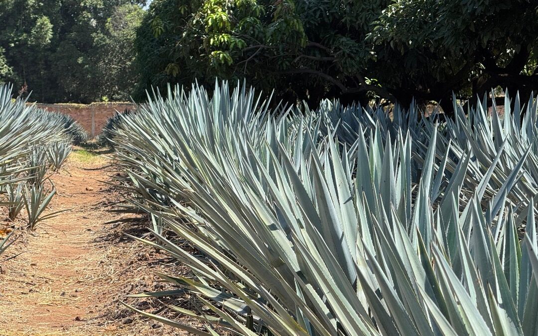 Pueblos Mágicos: El Motor Turístico que Impulsa el Cierre de Año en Jalisco