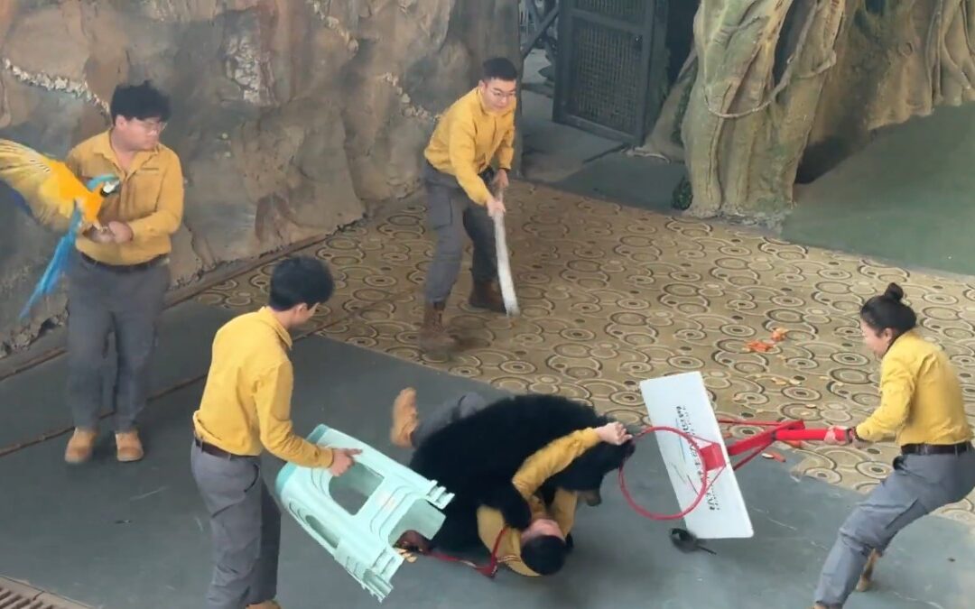 Oso negro ataca a su cuidador durante espectáculo; zoológico cancela show en Hartford